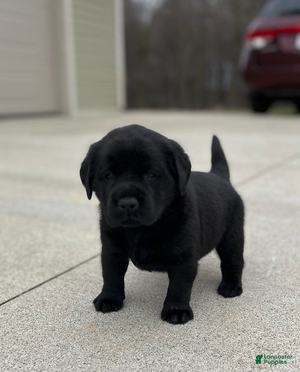Labrador Retriever dogs Black female - Ad 1