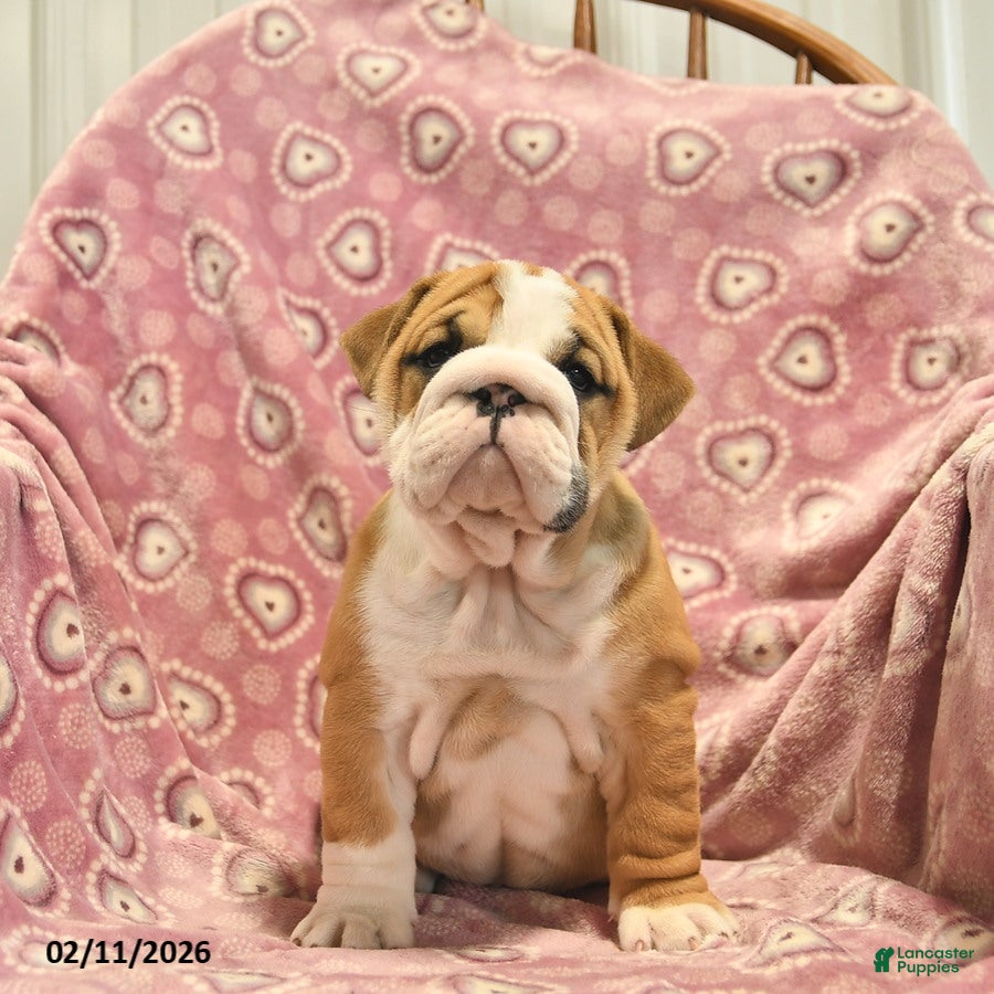 English Bulldog dogs Zoey  - Ad 14