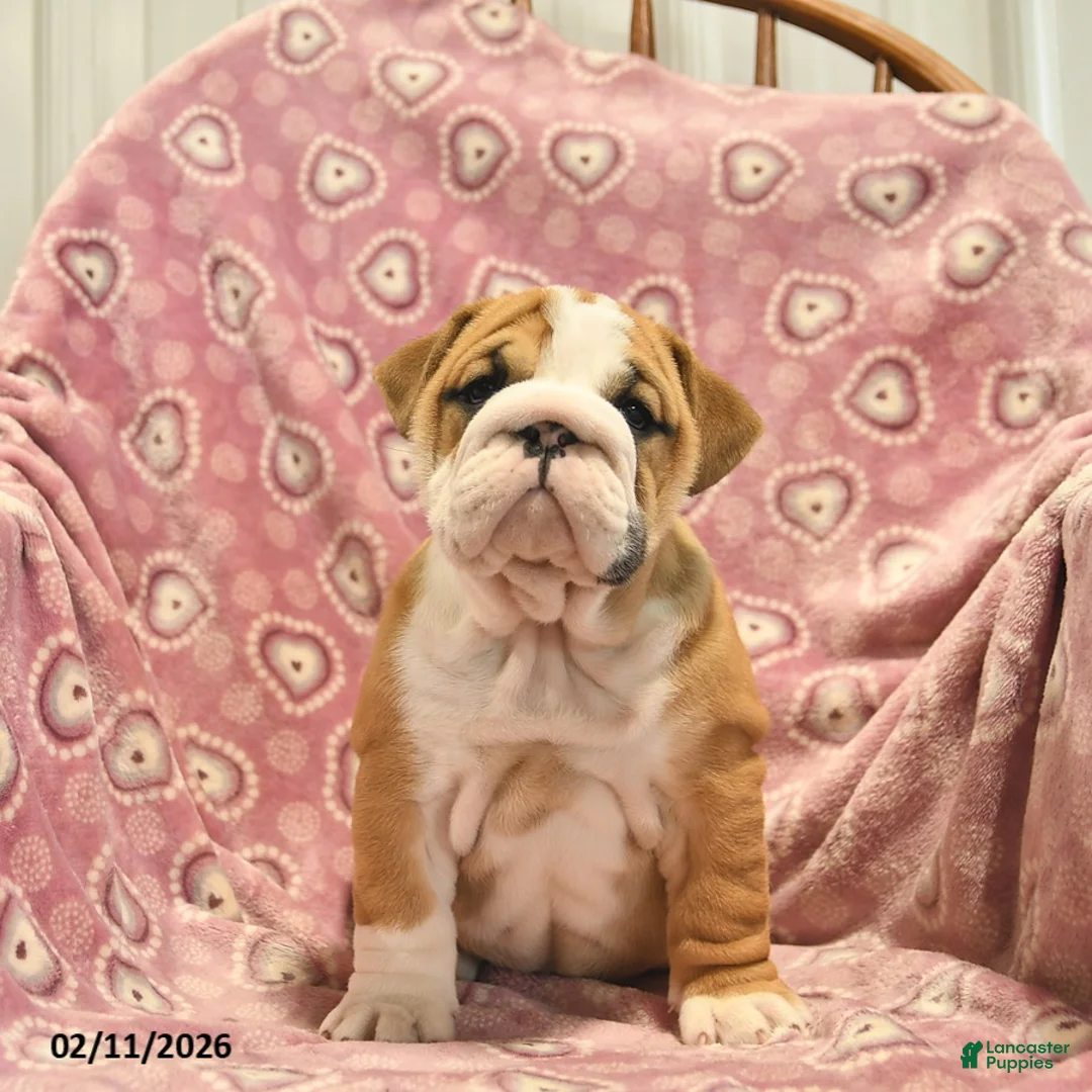 English Bulldog dogs for sale: Zoey  - Ad 1