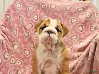 English Bulldog dogs Zoey - Ad 29