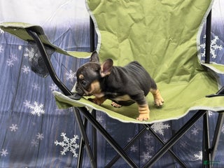 French Bulldog dogs Tiny - Ad 32