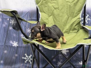 French Bulldog dogs Tiny - Ad 24