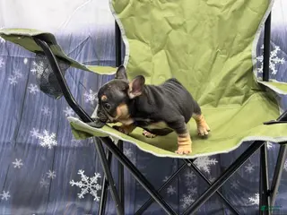 French Bulldog dogs Tiny - Ad 31