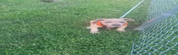 American Bully dogs for sale: American Bully Puppy 1 - Ad 3