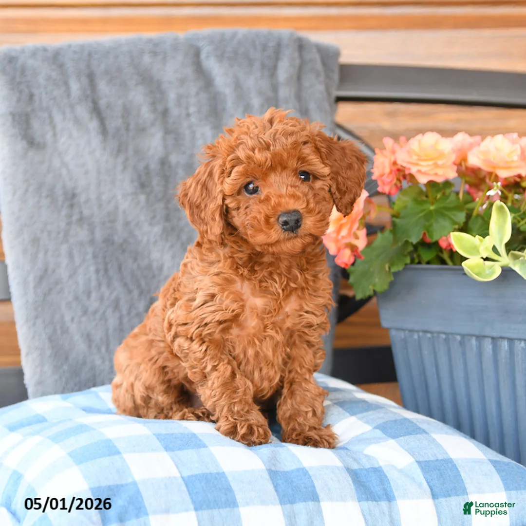 Miniature Poodle dogs for sale: Minnie - Ad 1