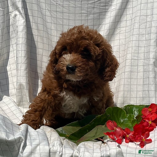 Gallery Image {{count}}