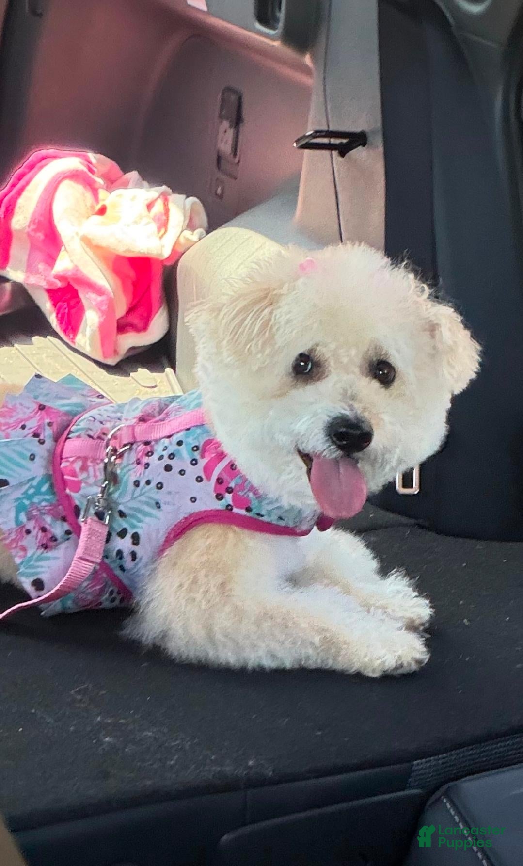 Maltipoo dogs Maltipoo 1 - Ad 1