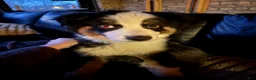 Australian Shepherd dogs for sale: Australian Shepherd Puppy 1 - Ad 8