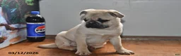 Pug dogs for sale: Billy - Ad 10