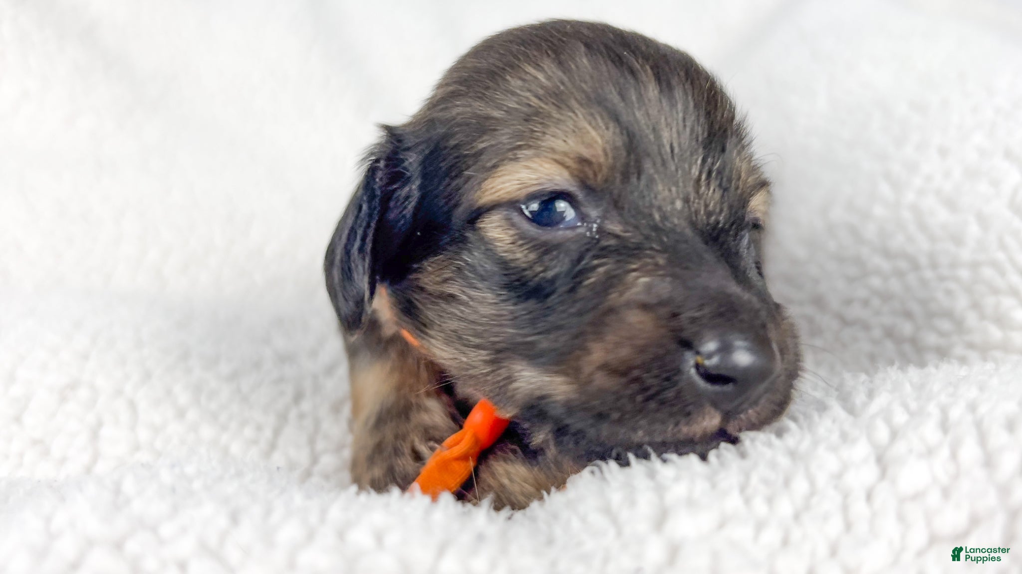 Miniature Dachshund dogs Frank - Ad 7