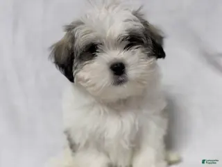 Malshi dogs Turkey - Ad 2