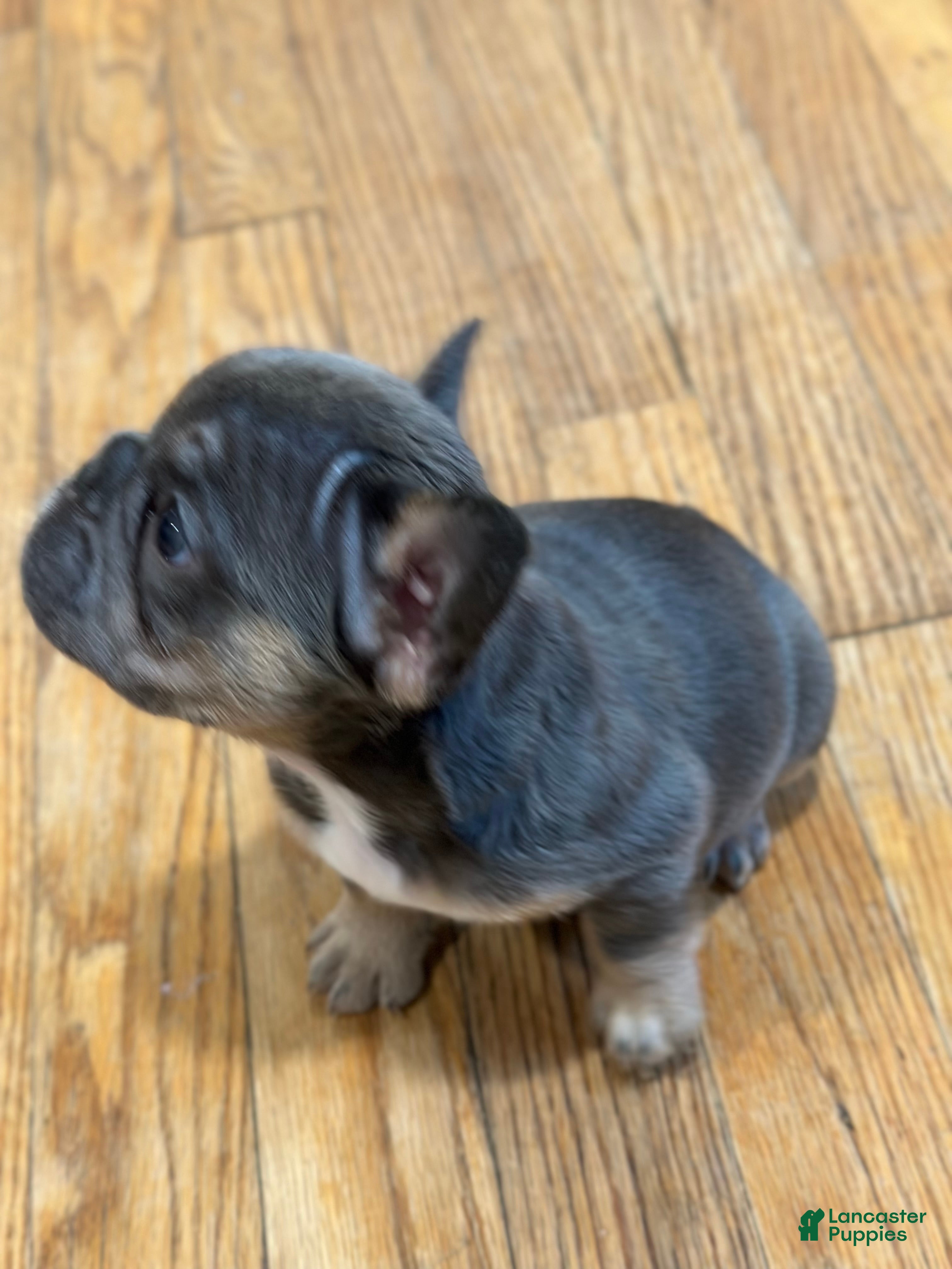 French Bulldog dogs for sale: French Bulldog 5 - Ad 3