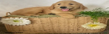 Benji