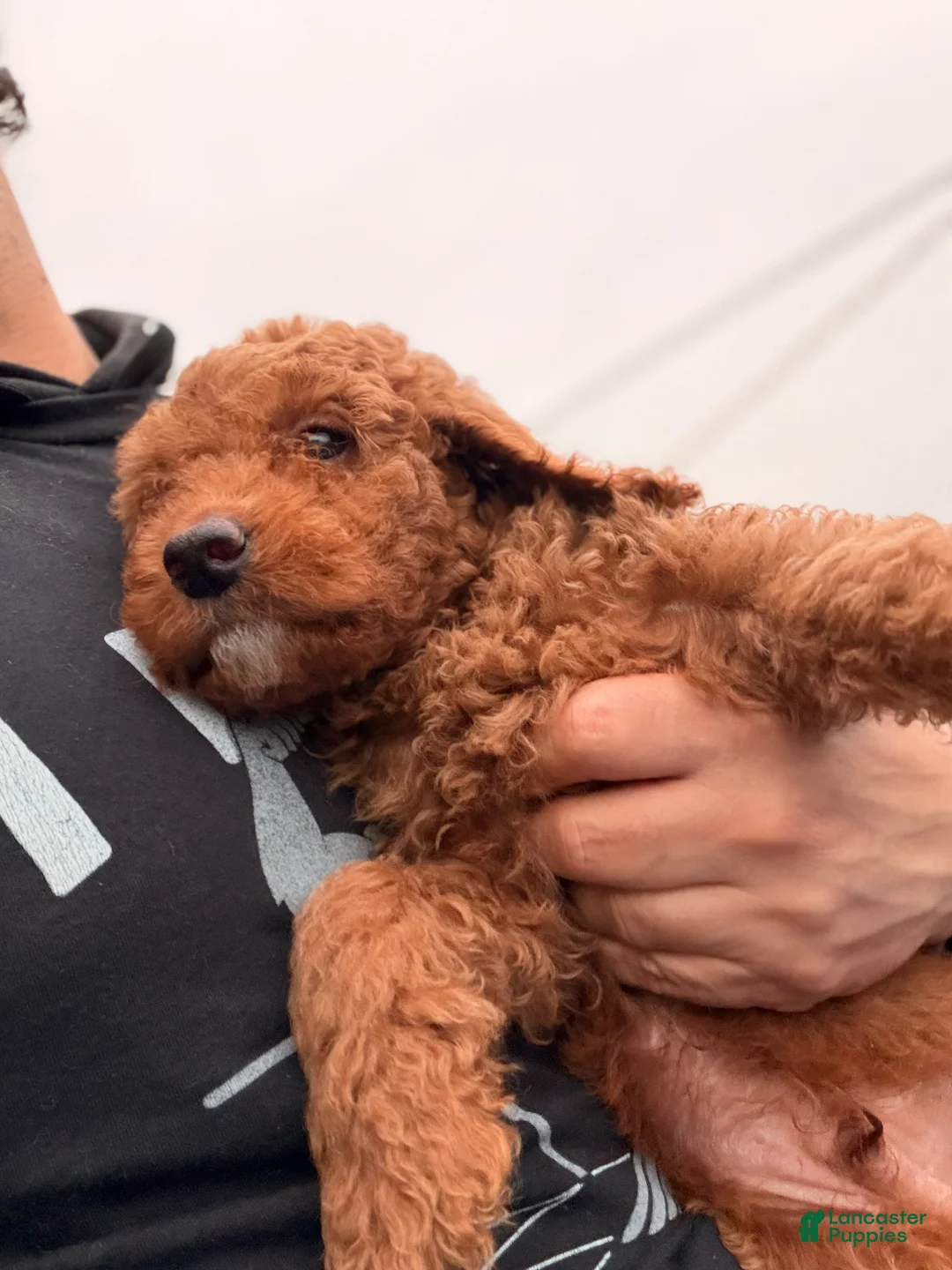 Mini Goldendoodle dogs for sale: Comet  - Ad 6