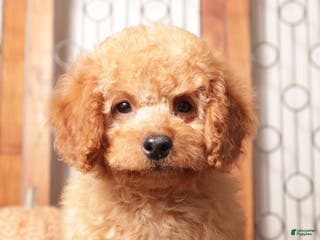 Mini Goldendoodle dogs Ernie - F1B Male Mini Goldendoodle - Ad 1