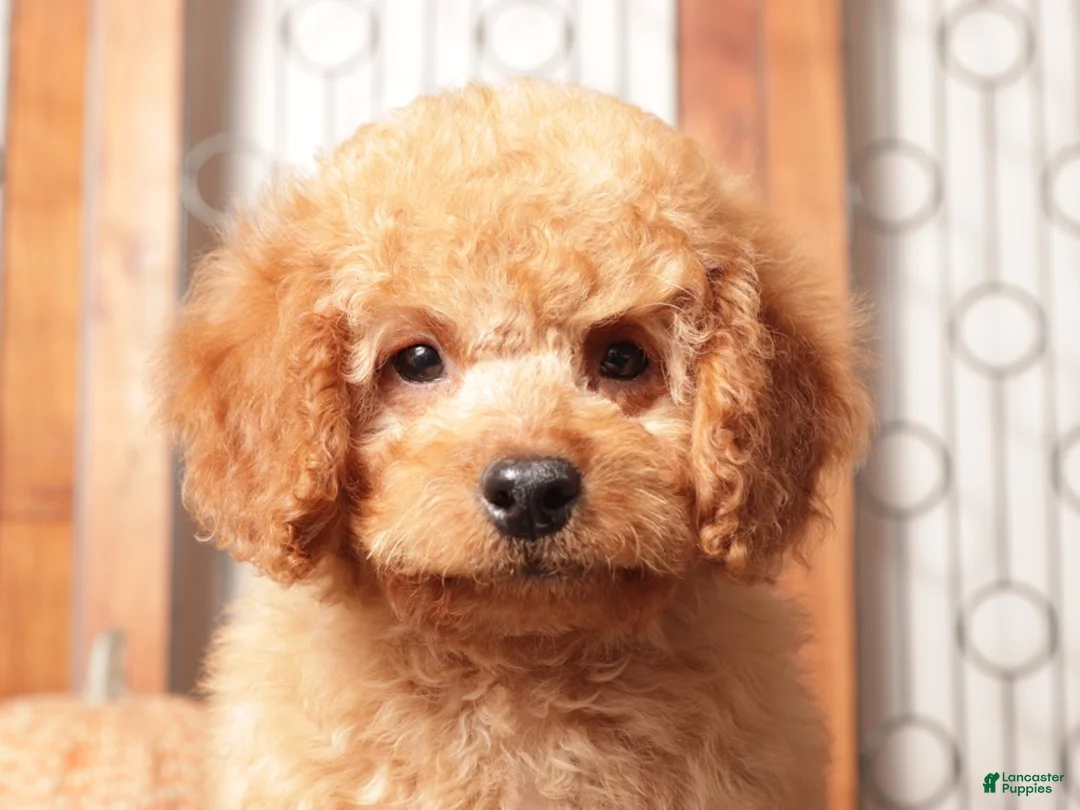 Mini Goldendoodle dogs for sale: Ernie - F1B Male Mini Goldendoodle  - Ad 1