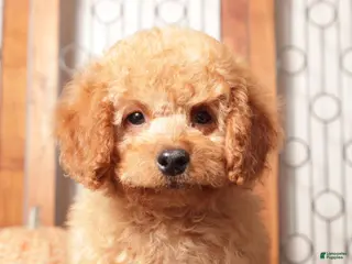 Mini Goldendoodle dogs Ernie - F1B Male Mini Goldendoodle - Ad 2