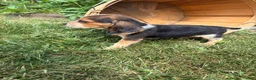 Beagle dogs for sale: Riot - Ad 5
