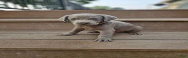 Labrador Retriever 5