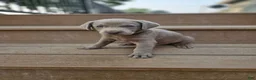 Labrador Retriever dogs for sale: Labrador Retriever 5 - Ad 1
