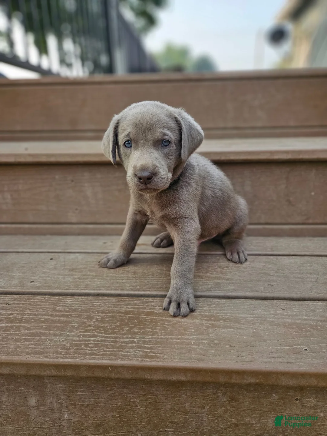 Labrador Retriever dogs for sale: Labrador Retriever 5 - Ad 1