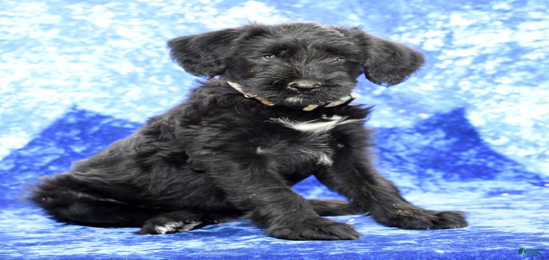 Gallery Image {{count}}