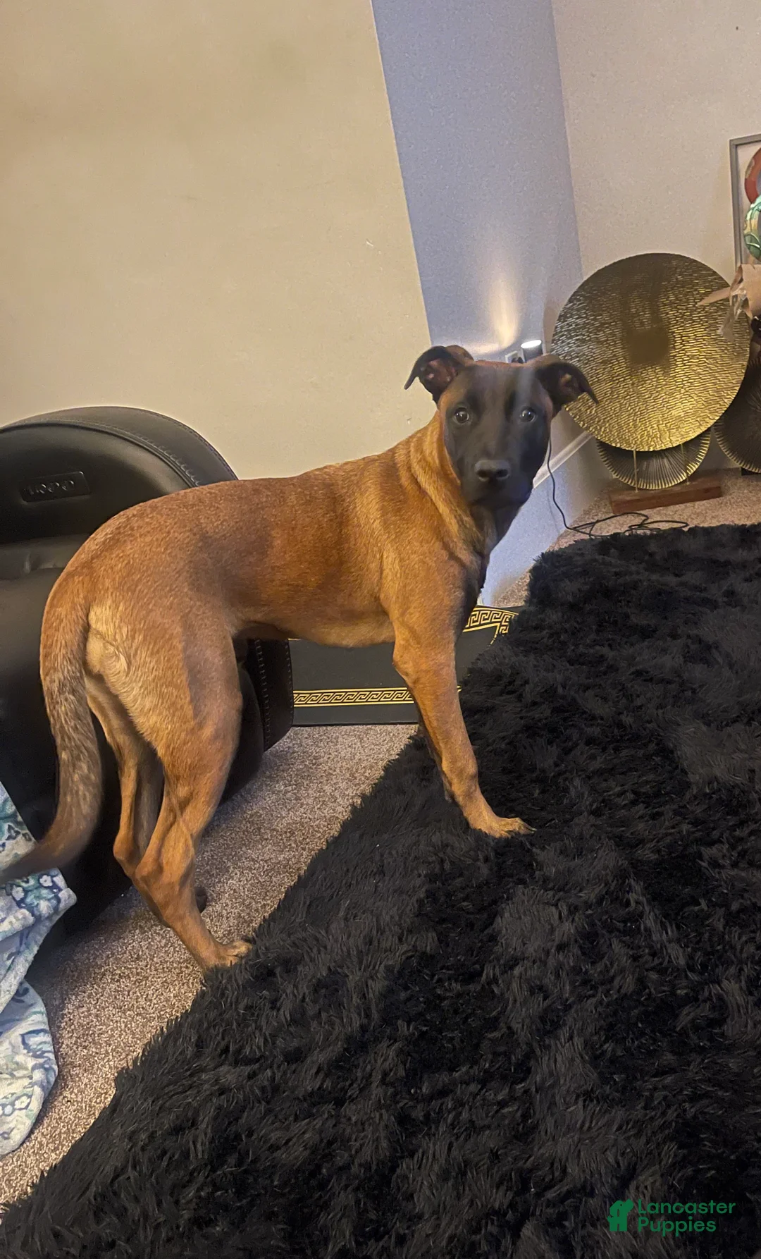 Belgian Malinois dogs for sale: Belgian Malinois 2 - Ad 2