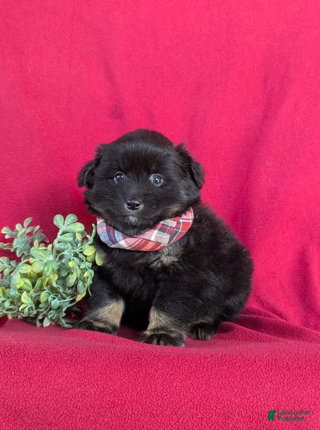 Pomeranian dogs for sale: Corbett - Ad 1