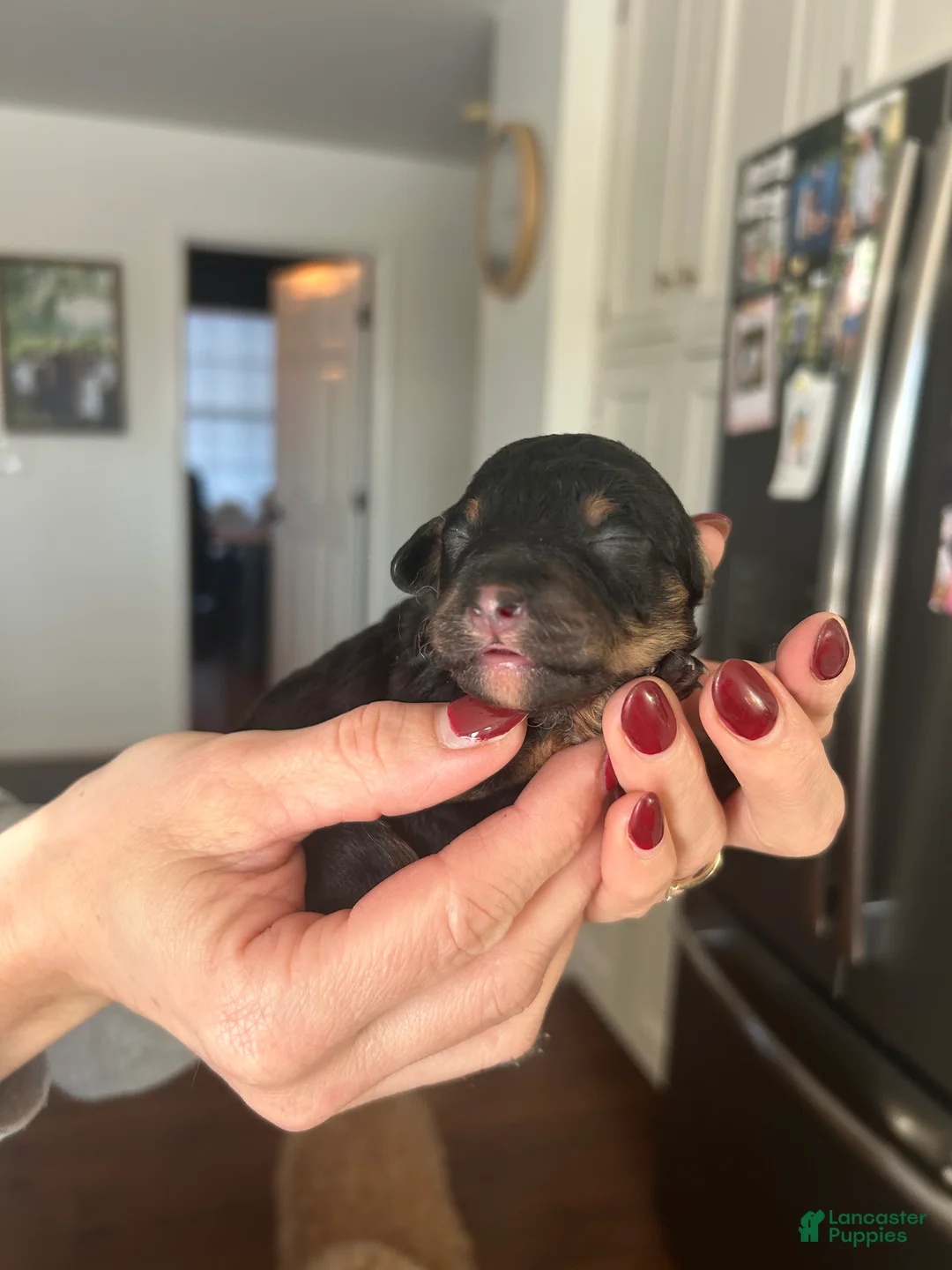 Mini Bernedoodle dogs for sale: Mini Bernedoodle Puppy 4 - Ad 1