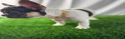 French Bulldog dogs for sale: Delilah - Ad 2
