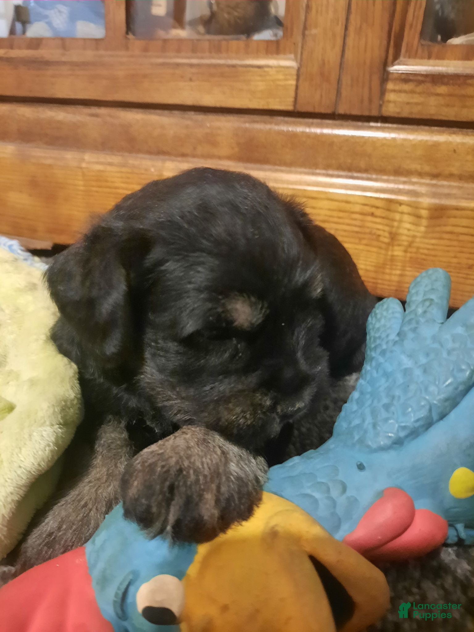 Miniature Schnauzer dogs AKC Peanut - Ad 2