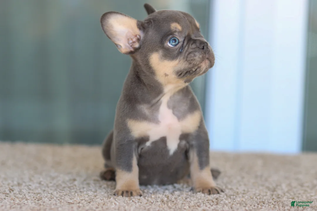 French Bulldog dogs for sale: French Bulldog Boy 1 - Ad 2
