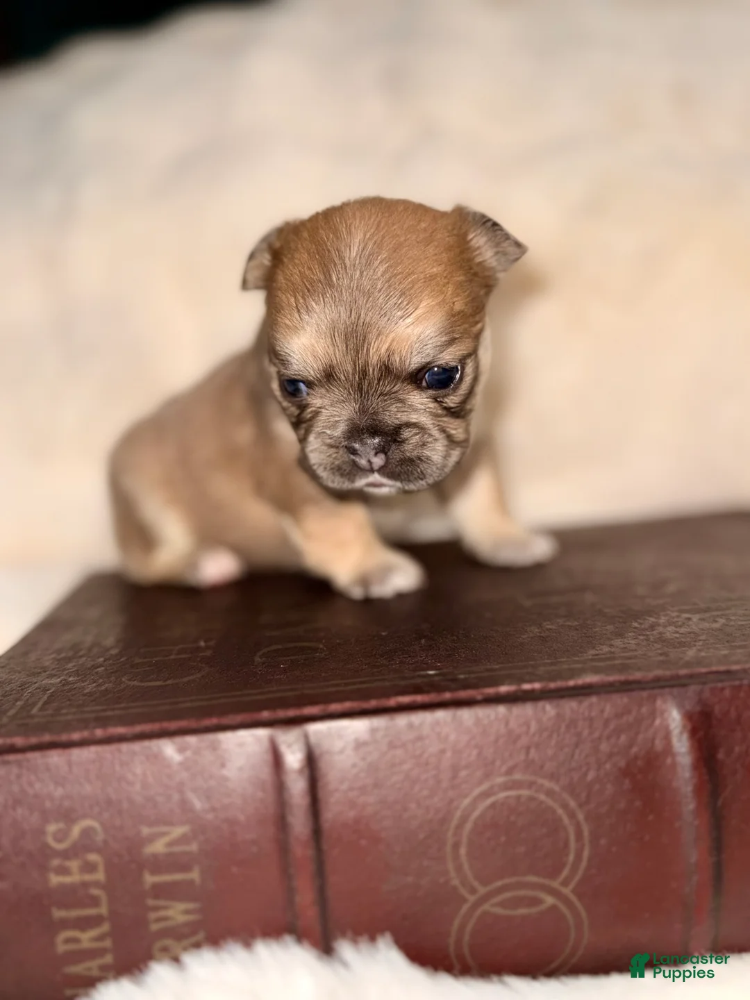 French Bulldog dogs for sale: French Bulldog Puppy 2 - Ad 2