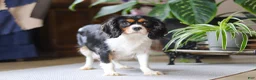Cavapoo dogs for sale: Delilah - Ad 11