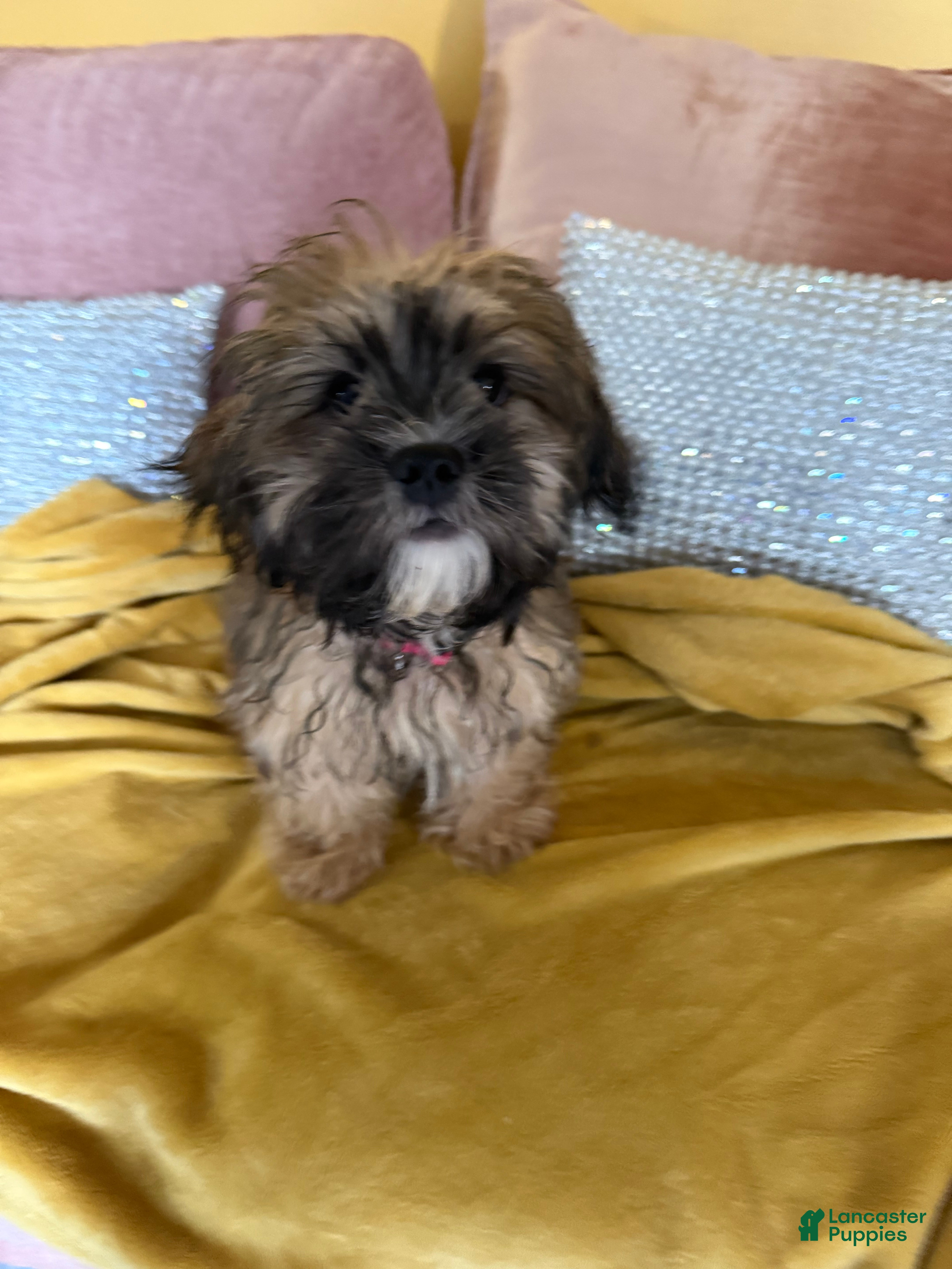 Mixed Breed dogs Charlie Cooper - Ad 2