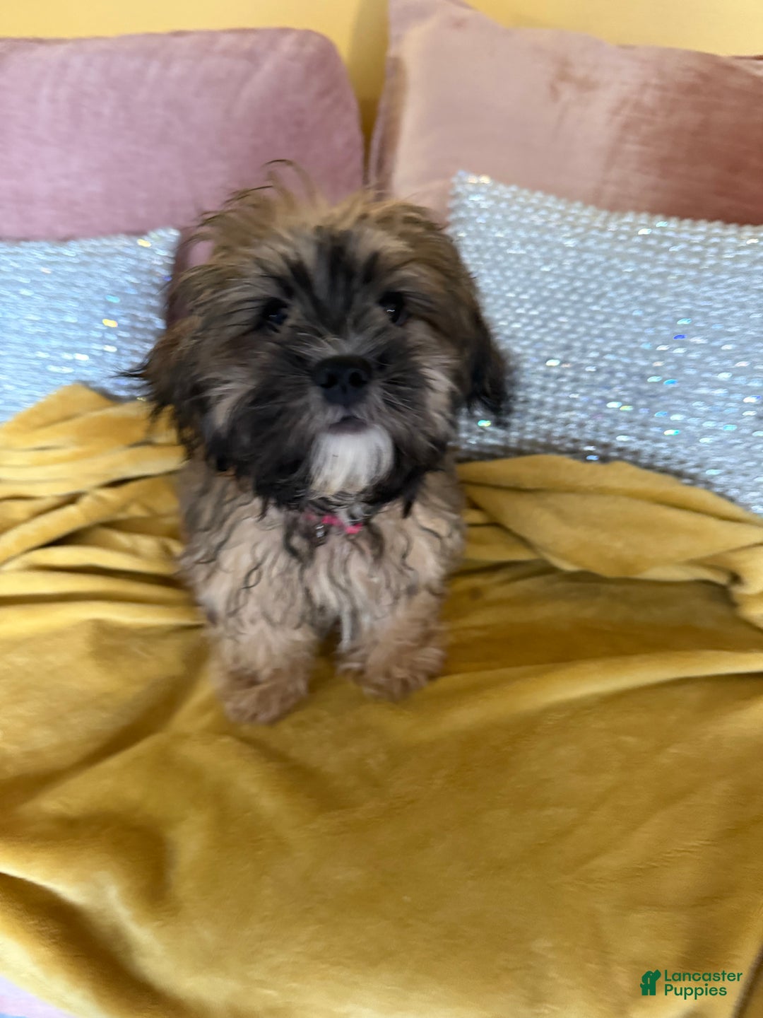 Mixed Breed dogs for sale: Mixed Breed Puppy 1 - Ad 2