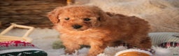 Miniature Poodle dogs for sale: Hudson - Ad 8