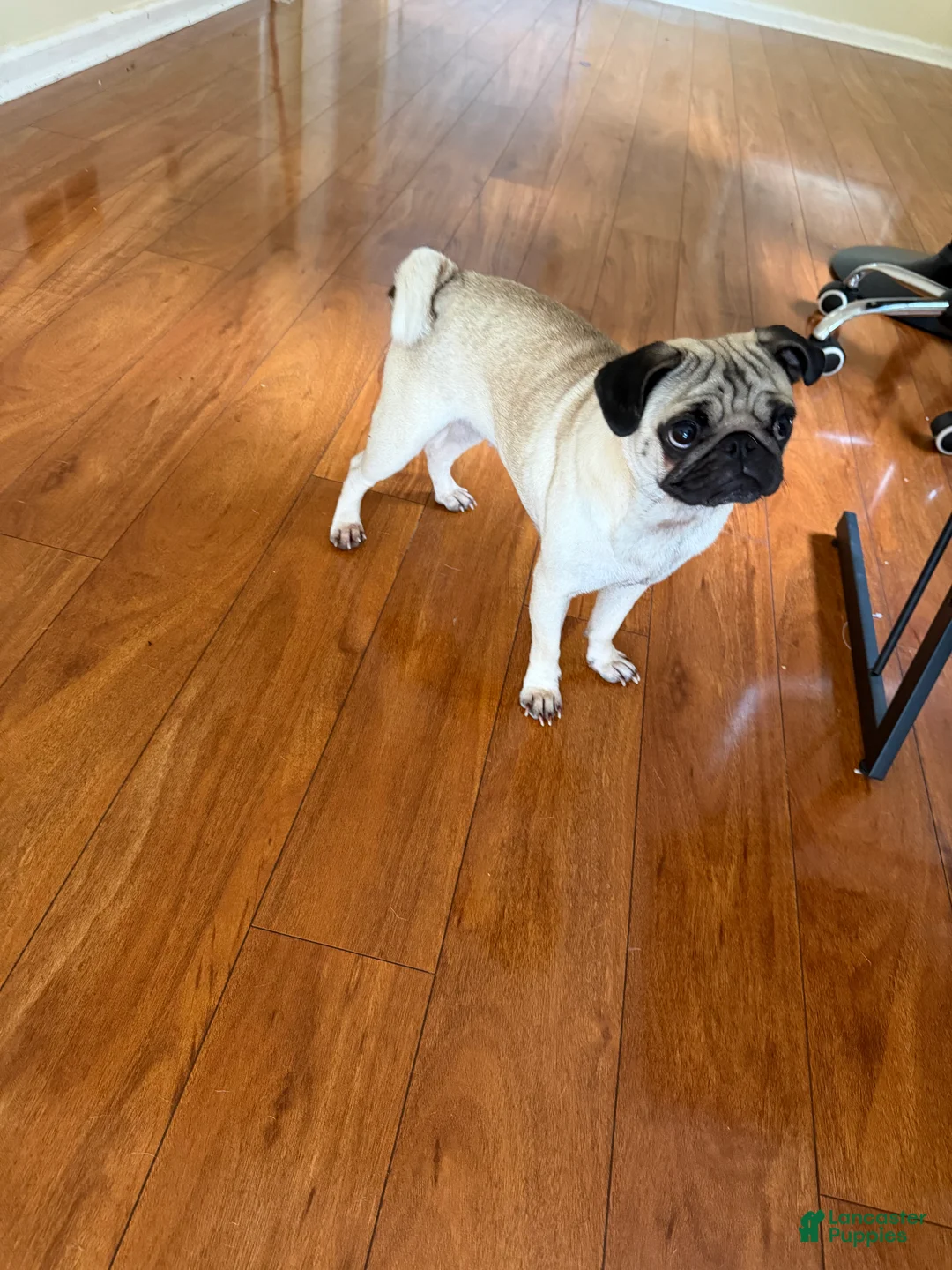 Pug dogs for sale: Pug 1 - Ad 1