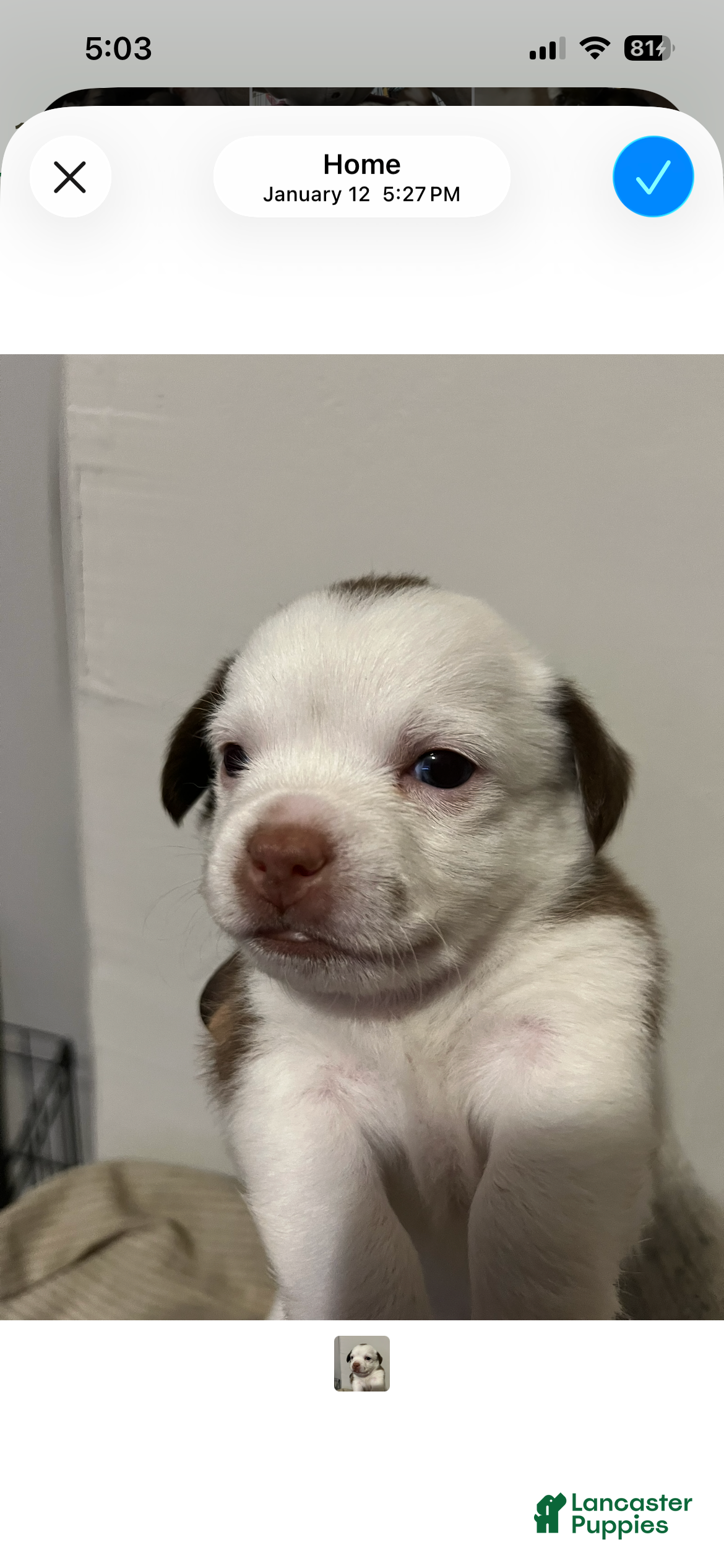 Mixed Breed dogs Chihuahua 2 - Ad 33