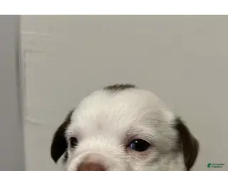 Mixed Breed dogs Chihuahua 2 - Ad 33