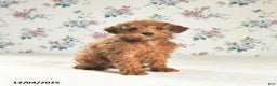 Miniature Poodle dogs for sale: Joy - Ad 2