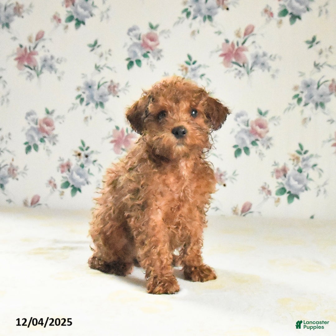 Miniature Poodle dogs for sale: Joy - Ad 2