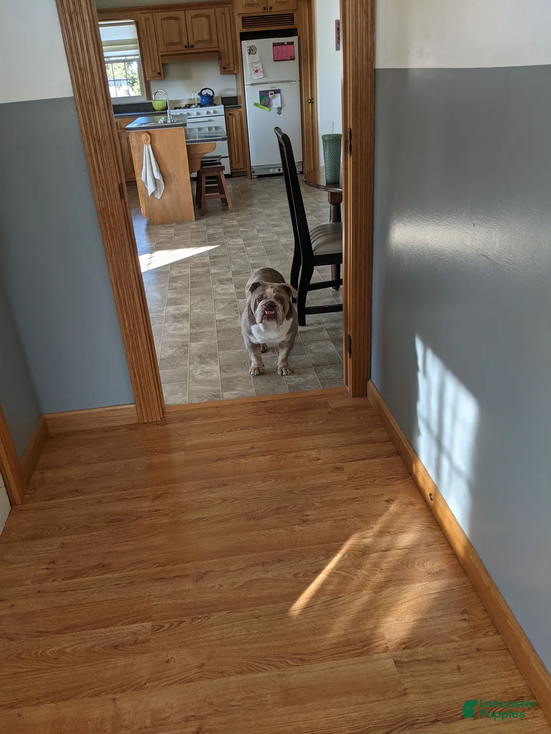 English Bulldog dogs for sale: Sir Dominic  - Ad 3