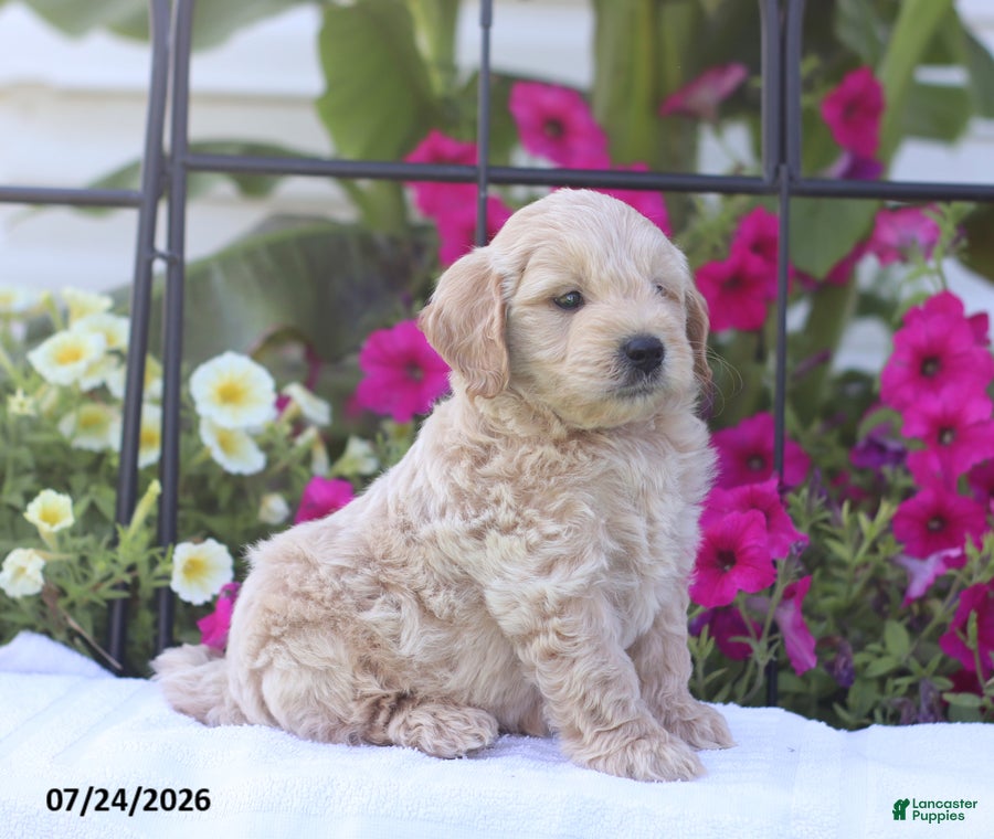 Mini Goldendoodle dogs Jaren - Ad 2