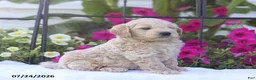 Mini Goldendoodle dogs for sale: Jaren - Ad 2