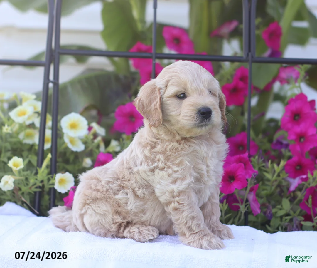Mini Goldendoodle dogs for sale: Jaren - Ad 2