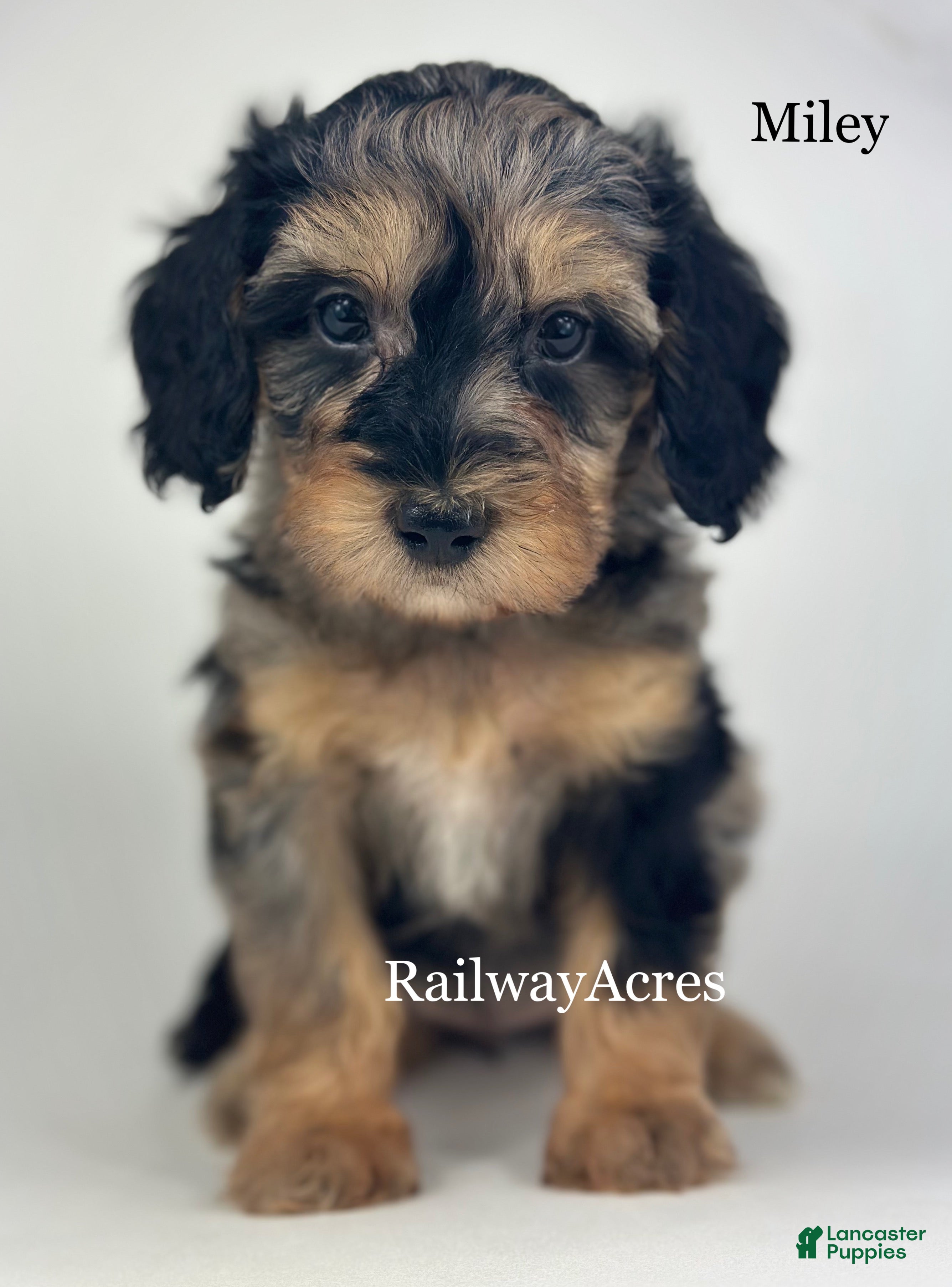 Goldendoodle dogs Miley - Ad 5