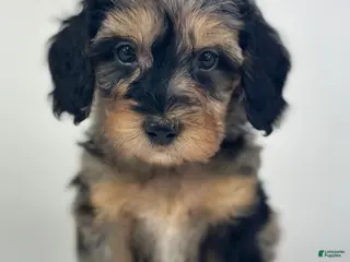 Goldendoodle dogs Miley - Ad 5