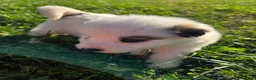 Great Pyrenees dogs for sale: James - Ad 10
