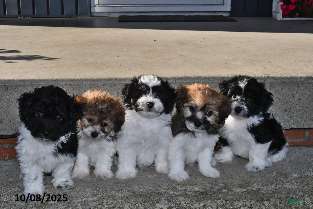 Havanese dogs for sale: Jack  - Ad 19